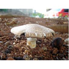 Мицелий Шампиньона портобелло (Agaricus portobello)